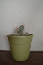 Cargar imagen en el visor de la galería, La hija de Coatlicue - Mammillaria nana
