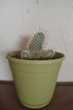 Cargar imagen en el visor de la galería, La hija de Coatlicue - Mammillaria nana