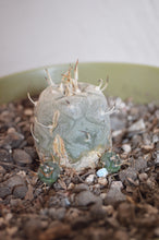 Cargar imagen en el visor de la galería, Flor de Tláloc - Turbinicarpus Schmedikieanus Schwarzi
