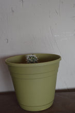 Cargar imagen en el visor de la galería, Peyotito - turbinicarpus schmiedickeanus ssp. macrochele fa. polaskii