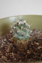 Cargar imagen en el visor de la galería, Peyotito - turbinicarpus schmiedickeanus ssp. macrochele fa. polaskii