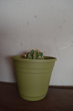 Cargar imagen en el visor de la galería, La Estrella de Totec - Astrophytum ornatum