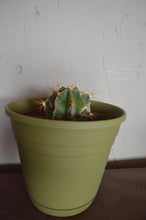 Cargar imagen en el visor de la galería, La Estrella de Totec - Astrophytum ornatum