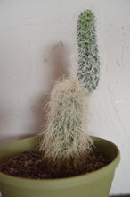Cargar imagen en el visor de la galería, El Viejito - Cephalocereus senilis