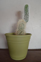 Cargar imagen en el visor de la galería, El Viejito - Cephalocereus senilis